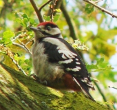 Junger Buntspecht (Picoides major)-L. Klasing