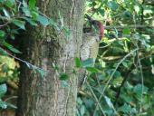Grünspecht (Picus viridis)-L. Klasing