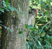 Grünspecht (Picus viridis)-L. Klasing