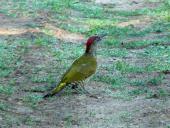 Grünspecht (Picus viridis)-L. Klasing