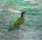 Grünspecht (Picus viridis)-L. Klasing