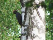 Schwarzspecht (Dryocopus martius)-L. Klasing