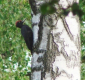 Schwarzspecht (Dryocopus martius)-L. Klasing