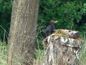 Schwarzspecht (Dryocopus martius)-L. Klasing