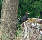 Schwarzspecht (Dryocopus martius)-L. Klasing