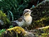 Im Venn gehört, im Garten fotografiert! Wendehals (Jynx torquilla)-L. Klasing