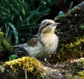 Im Venn gehört, im Garten fotografiert! Wendehals (Jynx torquilla)-L. Klasing