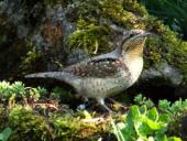 Im Venn gehört, im Garten fotografiert! Wendehals (Jynx torquilla)-L. Klasing