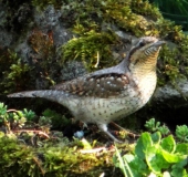 Im Venn gehört, im Garten fotografiert! Wendehals (Jynx torquilla)-L. Klasing