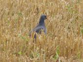 Hohltaube (Columba oenas)-L. Klasing