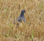 Hohltaube (Columba oenas)-L. Klasing