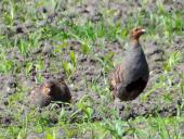 Rebhuhn (Perdix perdix)-L. Klasing