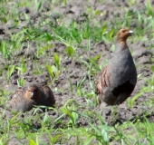 Rebhuhn (Perdix perdix)-L. Klasing