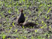 Rebhuhn (Perdix perdix)-L. Klasing