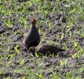 Rebhuhn (Perdix perdix)-L. Klasing