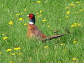 Fasan m. (Phasianus colchicus)-L. Klasing