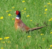 Fasan m. (Phasianus colchicus)-L. Klasing