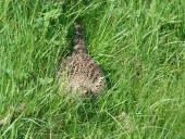 Fasan w. (Phasianus colchicus)-L. Klasing