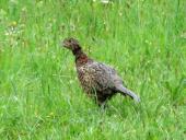 Junger Fasan (Phasianus colchicus)-L. Klasing