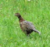 Junger Fasan (Phasianus colchicus)-L. Klasing