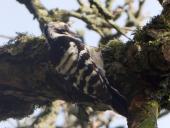 Kleinspecht (Dryobates minor)  L. Klasing