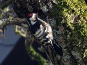 Kleinspecht (Dryobates minor)  L. Klasing