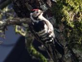 Kleinspecht (Dryobates minor)  L. Klasing