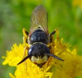 Bienenwolf W. (Philanthus triangulum)-L. Klasing