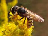 Bienenwolf W. (Philanthus triangulum)-L. Klasing