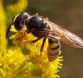 Bienenwolf W. (Philanthus triangulum)-L. Klasing