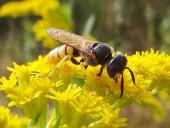 Bienenwolf W. (Philanthus triangulum)-L. Klasing