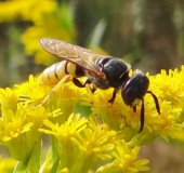 Bienenwolf W. (Philanthus triangulum)-L. Klasing