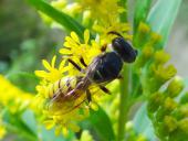 Bienenwolf W. (Philanthus triangulum)-L. Klasing