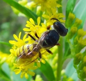 Bienenwolf W. (Philanthus triangulum)-L. Klasing