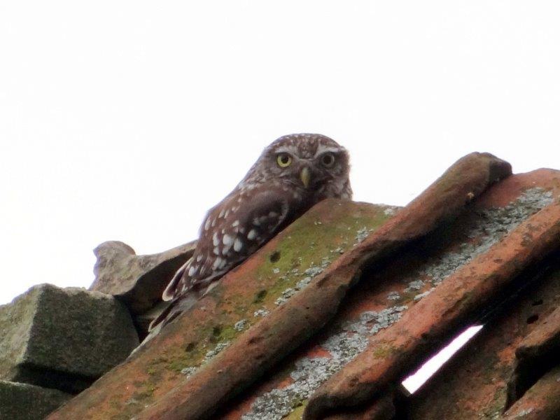 Steinkauz (Athene Noctua)-L. Klasing