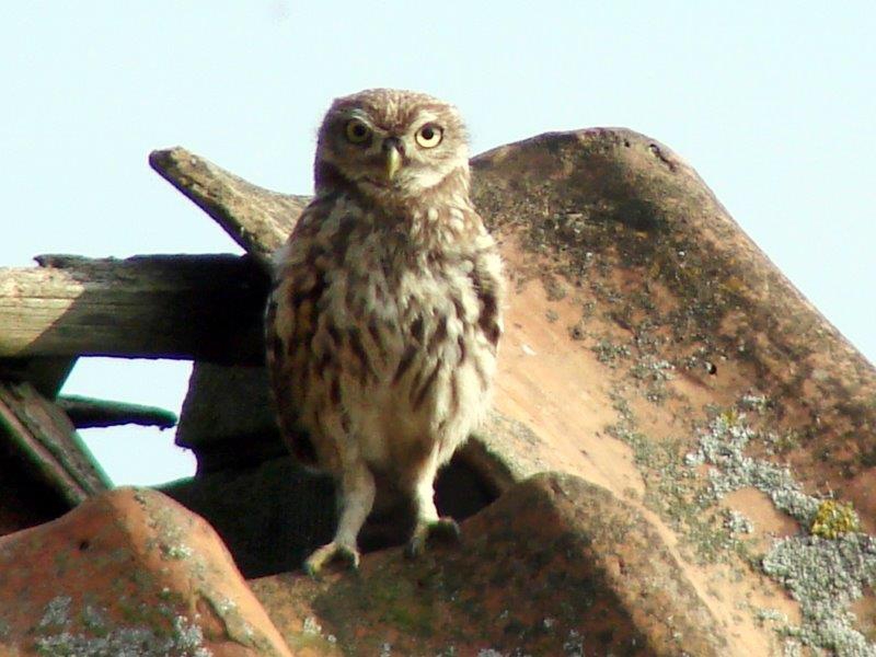 Steinkauz (Athene Noctua)-L. Klasing