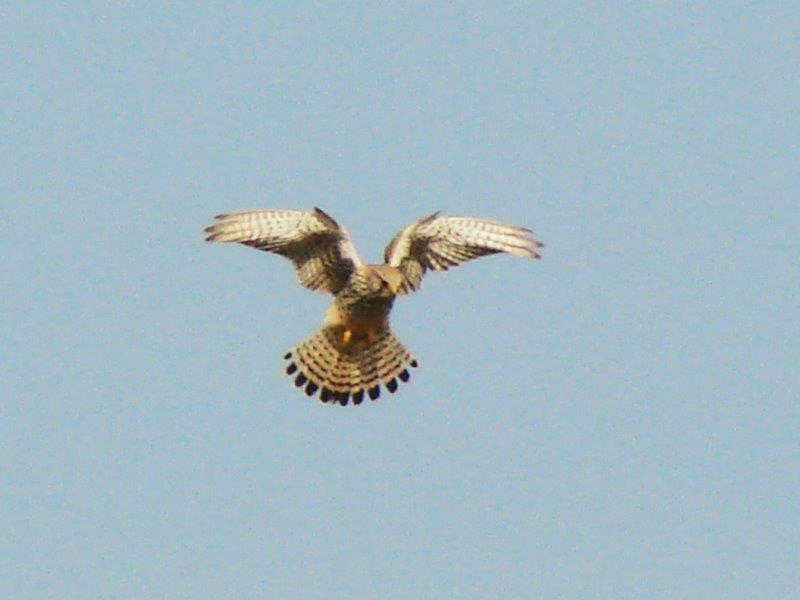 Turmfalke (Falco tinnunculus)-L. Klasing