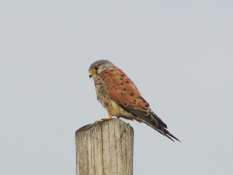 Turmfalke m. (Falco tinnunculus)-L. Klasing