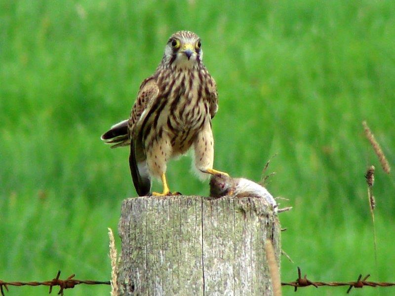 Turmfalke (Falco tinnunculus)-L. Klasing