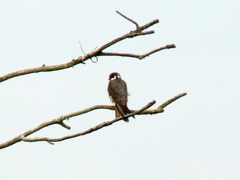 Baumfalke (Falco subbuteo)-L. Klasing