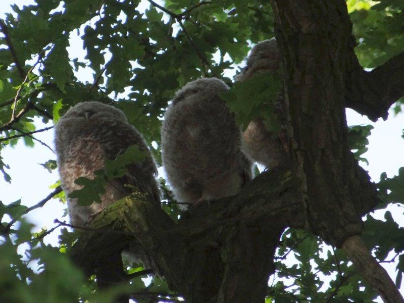 Waldkauz (Strix aluco)-L. Klasing