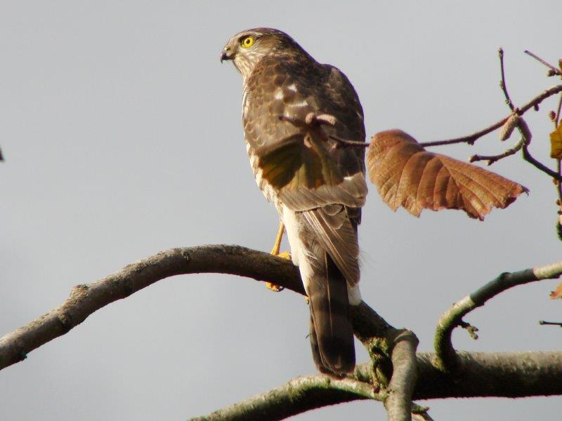 Sperber (Accipiter nisus)-L. Klasing