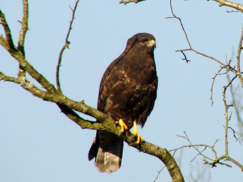 Mäusebussard (Buteo buteo)-L. Klasing