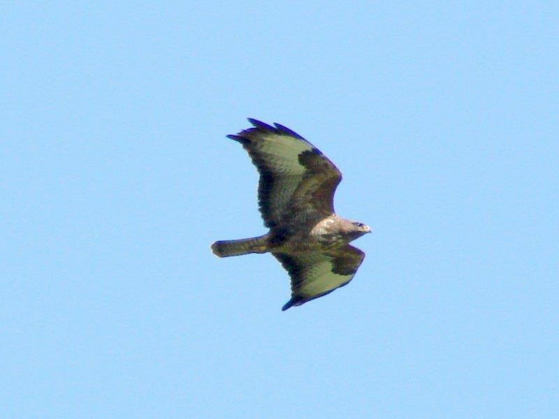 Mäusebussard (Buteo buteo)-L. Klasing