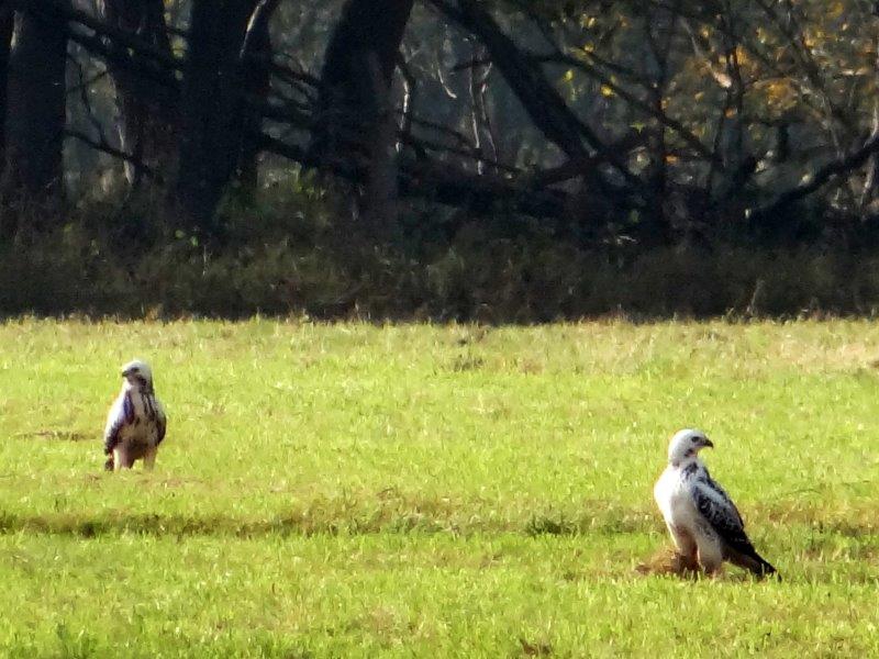 Mäusebussard (Buteo buteo)-L. Klasing