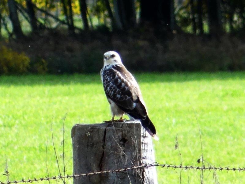 Mäusebussard (Buteo buteo)-L. Klasing