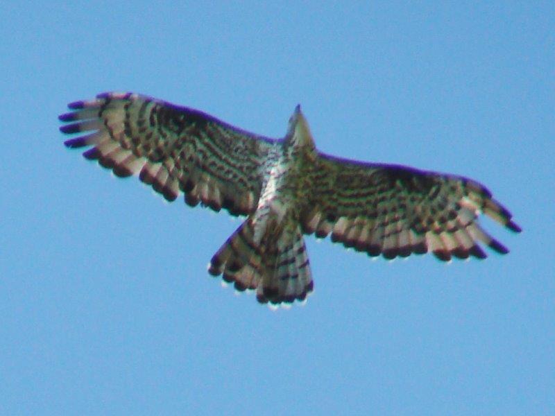 Wespenbussard (Pernis apivorus)-L. Klasing