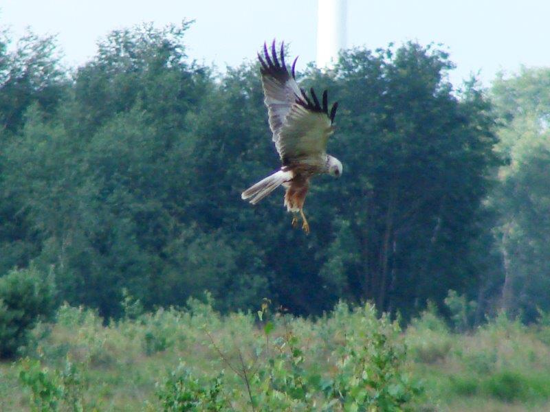 Rohrweihe (Circus aeruginosus)-L. Klasing