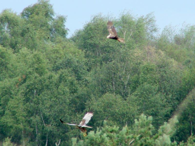 Rohrweihe (Circus aeruginosus)-L. Klasing