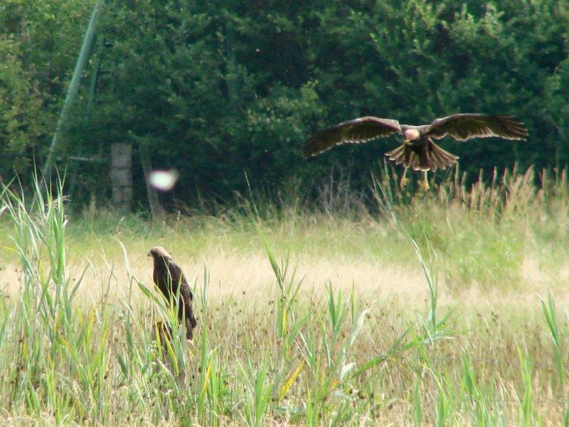 junge Rohrweihen (Circus aeruginosus)-L. Klasing